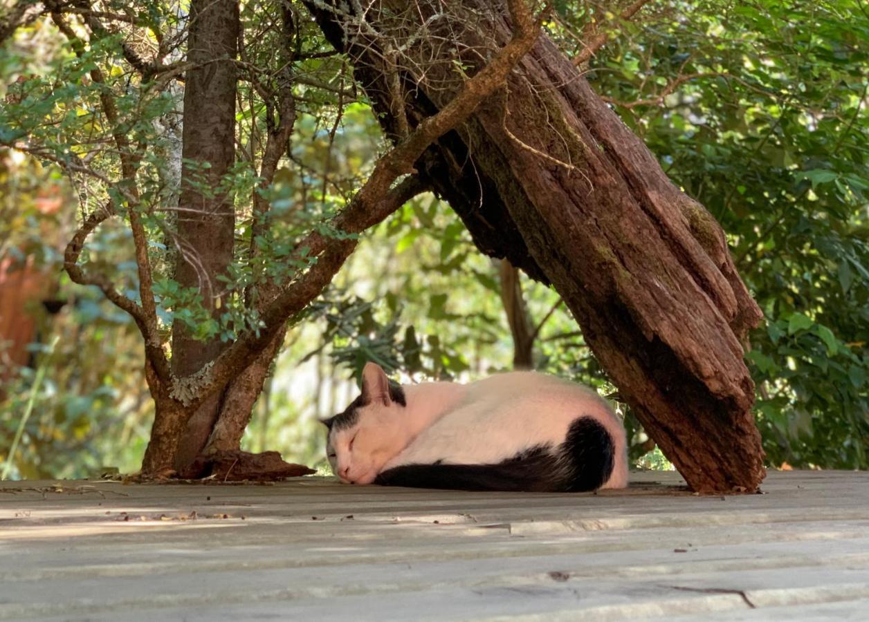 Cabanas Natural Park Lodge Pucón Εξωτερικό φωτογραφία