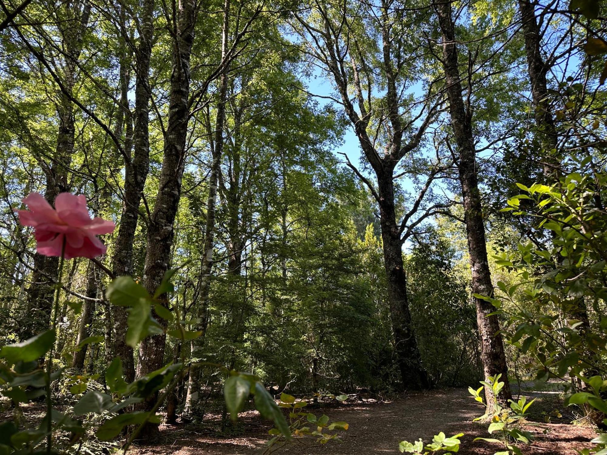 Cabanas Natural Park Lodge Pucón Εξωτερικό φωτογραφία