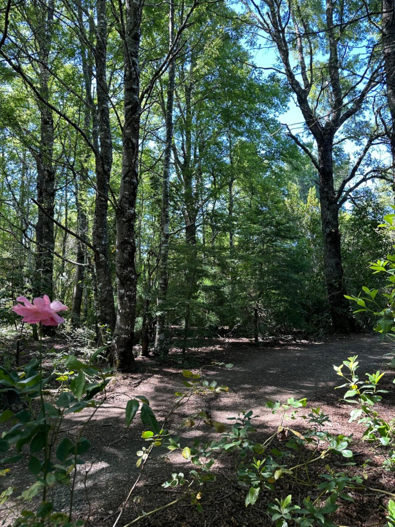 Cabanas Natural Park Lodge Pucón Εξωτερικό φωτογραφία
